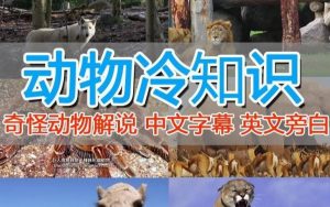 外面卖1699的国外纪录片解说（动物解说、美食、动画片）稳过中视频-6688资源库